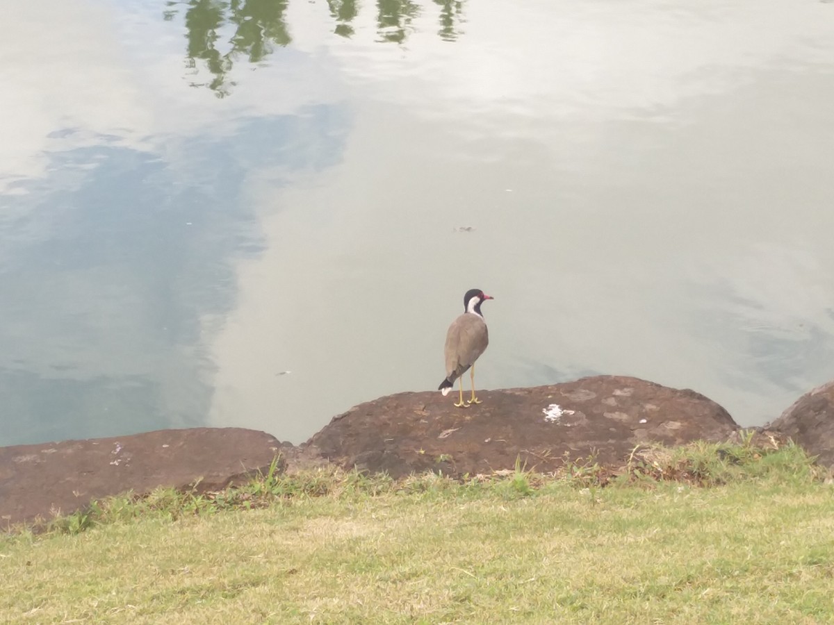 インドトサカゲリ - ML646587340