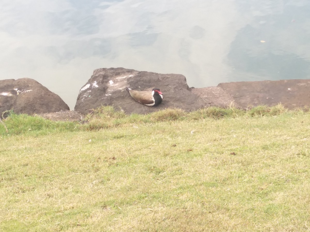 インドトサカゲリ - ML646587341