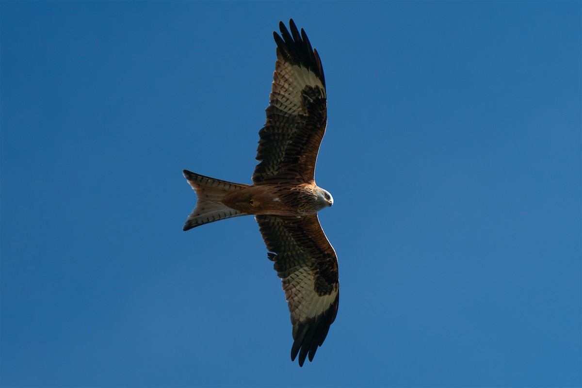 Red Kite - ML646587342