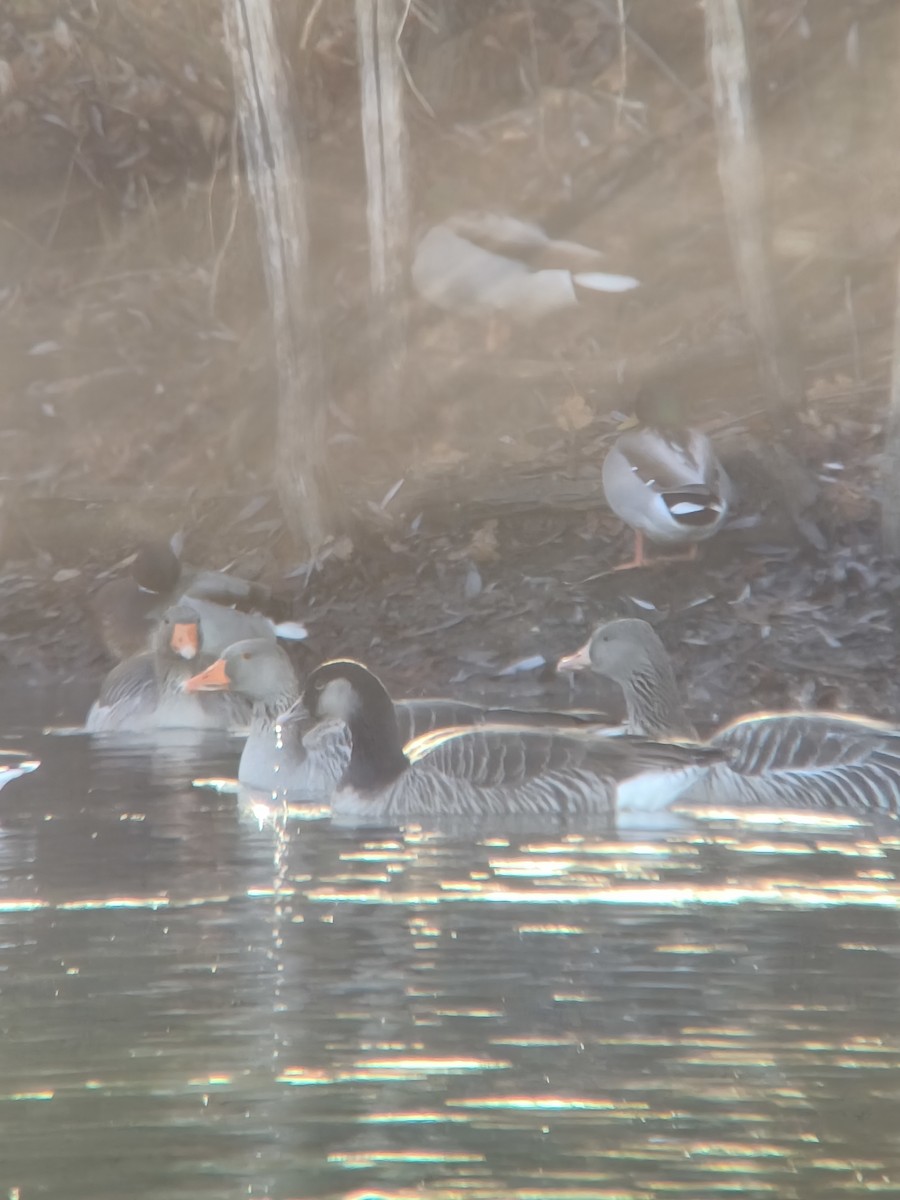 Oca selvatica x canadese (ibrido) - ML646587343