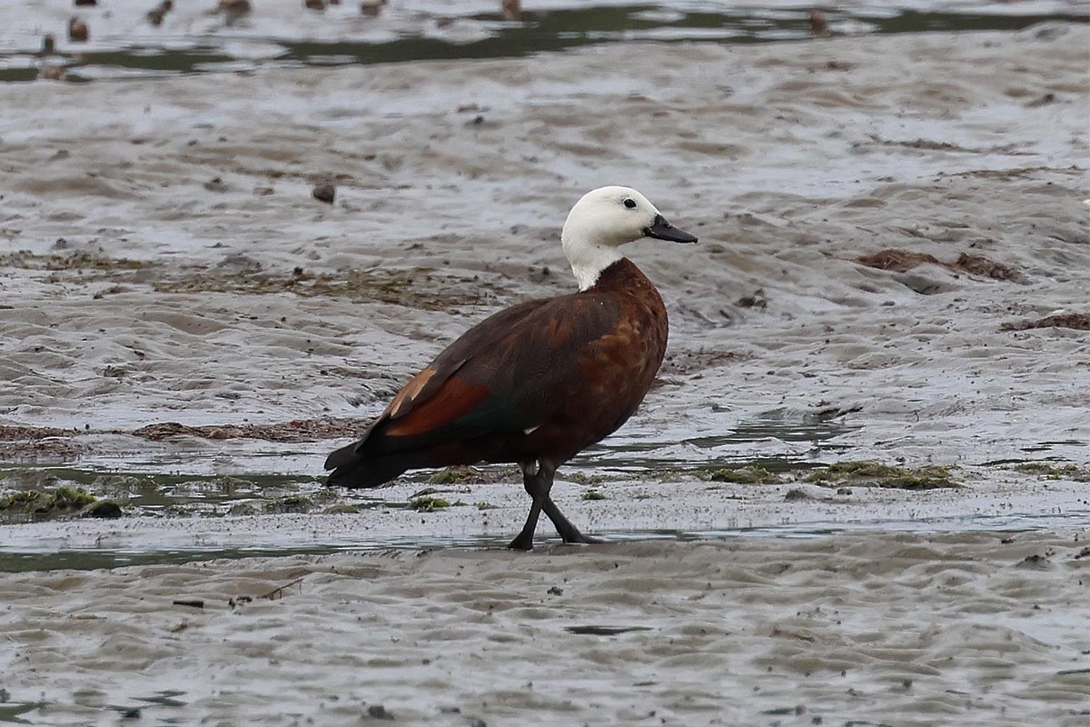 maorirustand - ML646587344