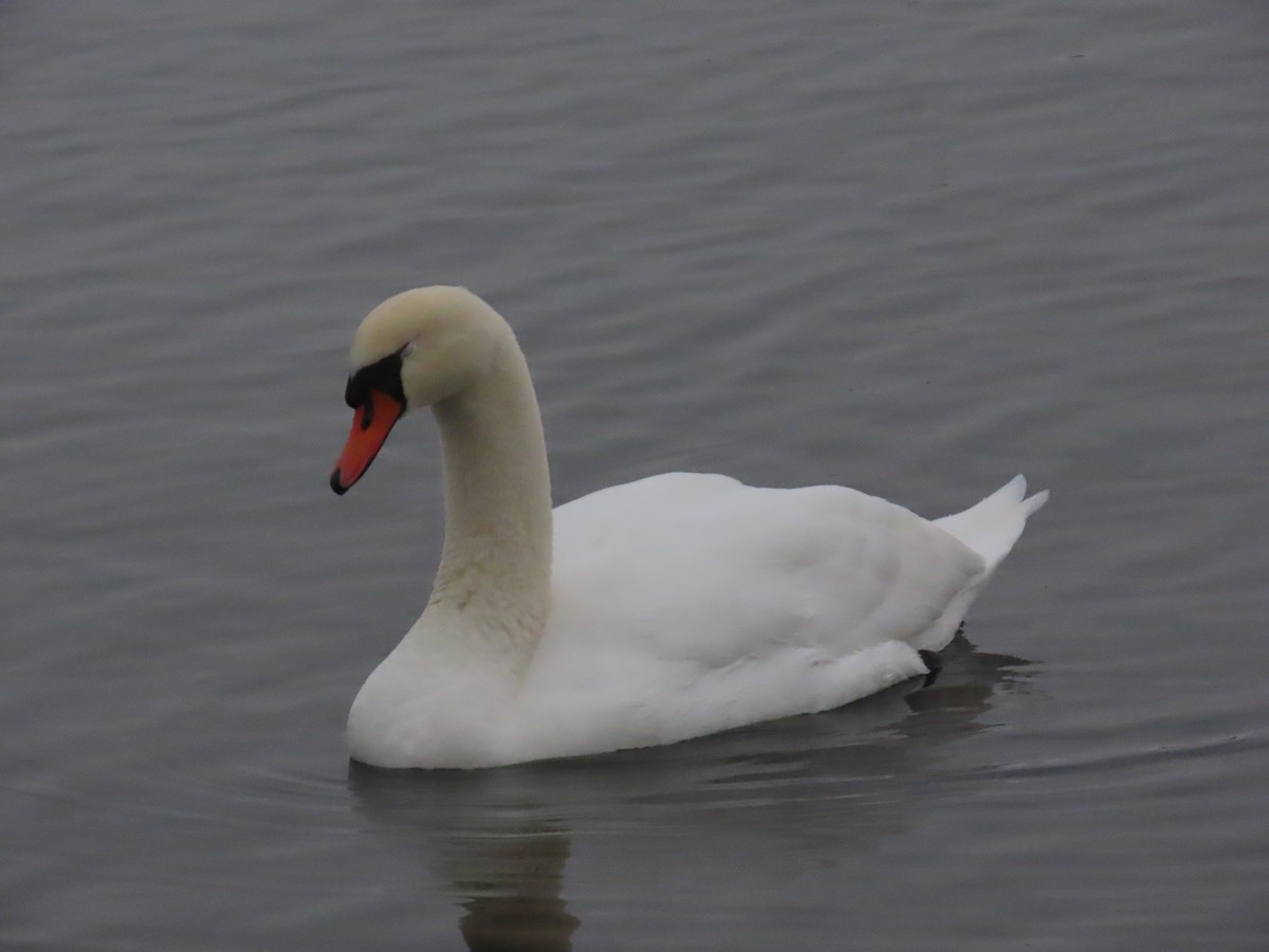 Mute Swan - ML646587345
