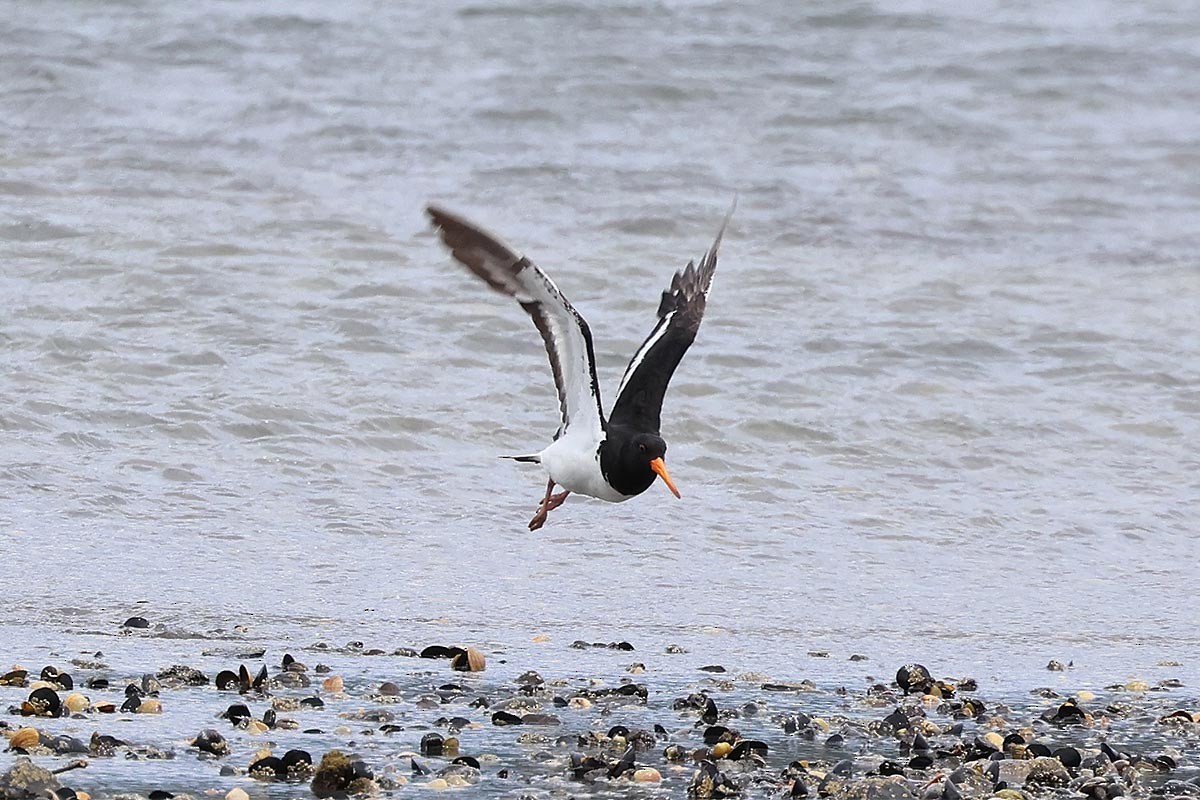 nyzealandtjeld - ML646587348