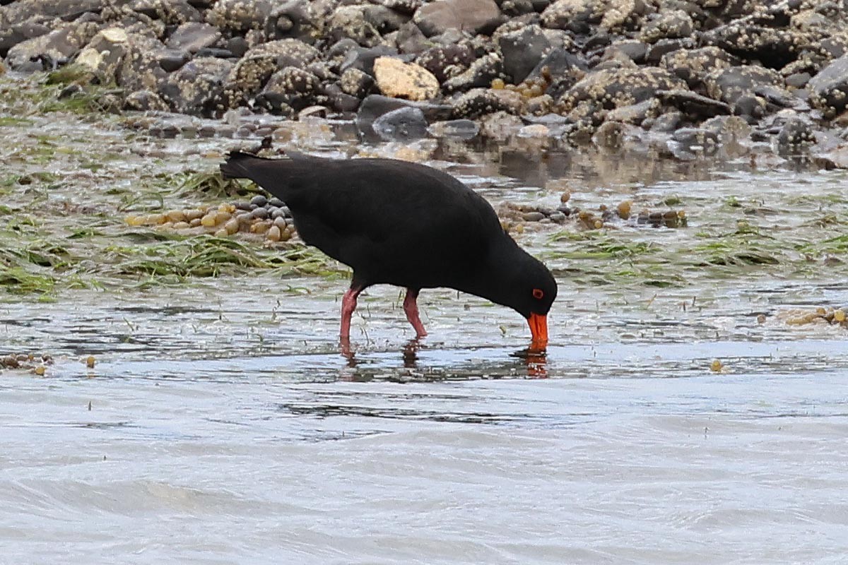 todrakttjeld - ML646587349