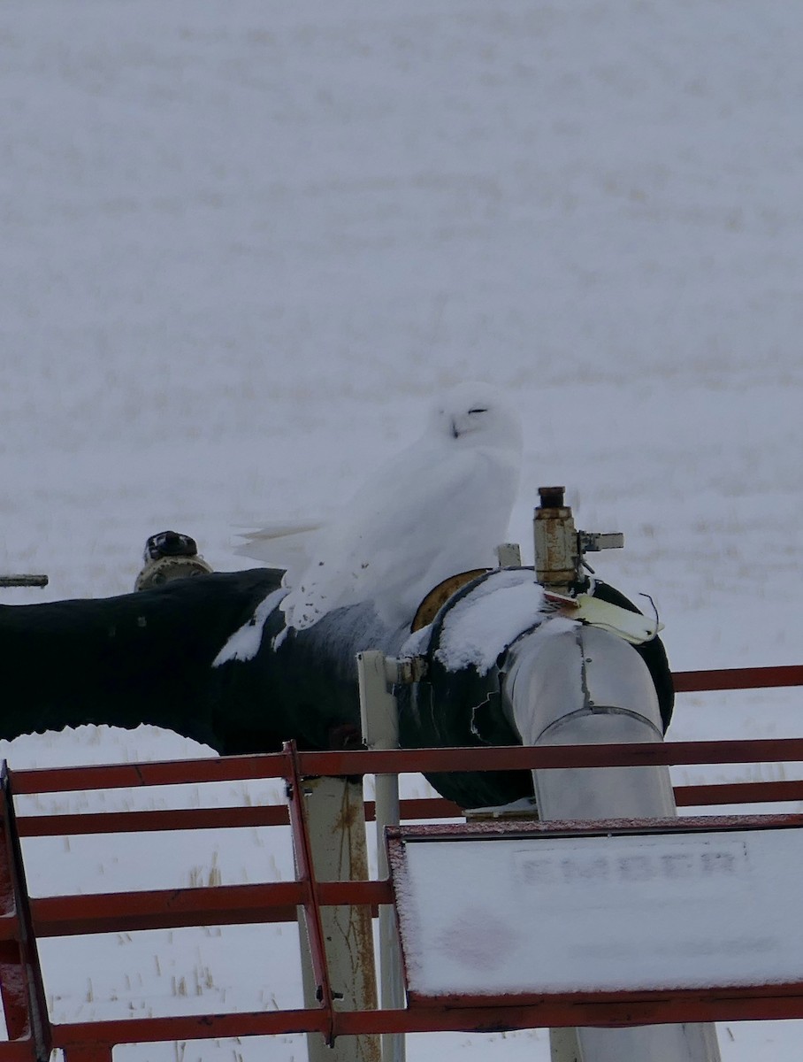 Kar Baykuşu - ML646587350