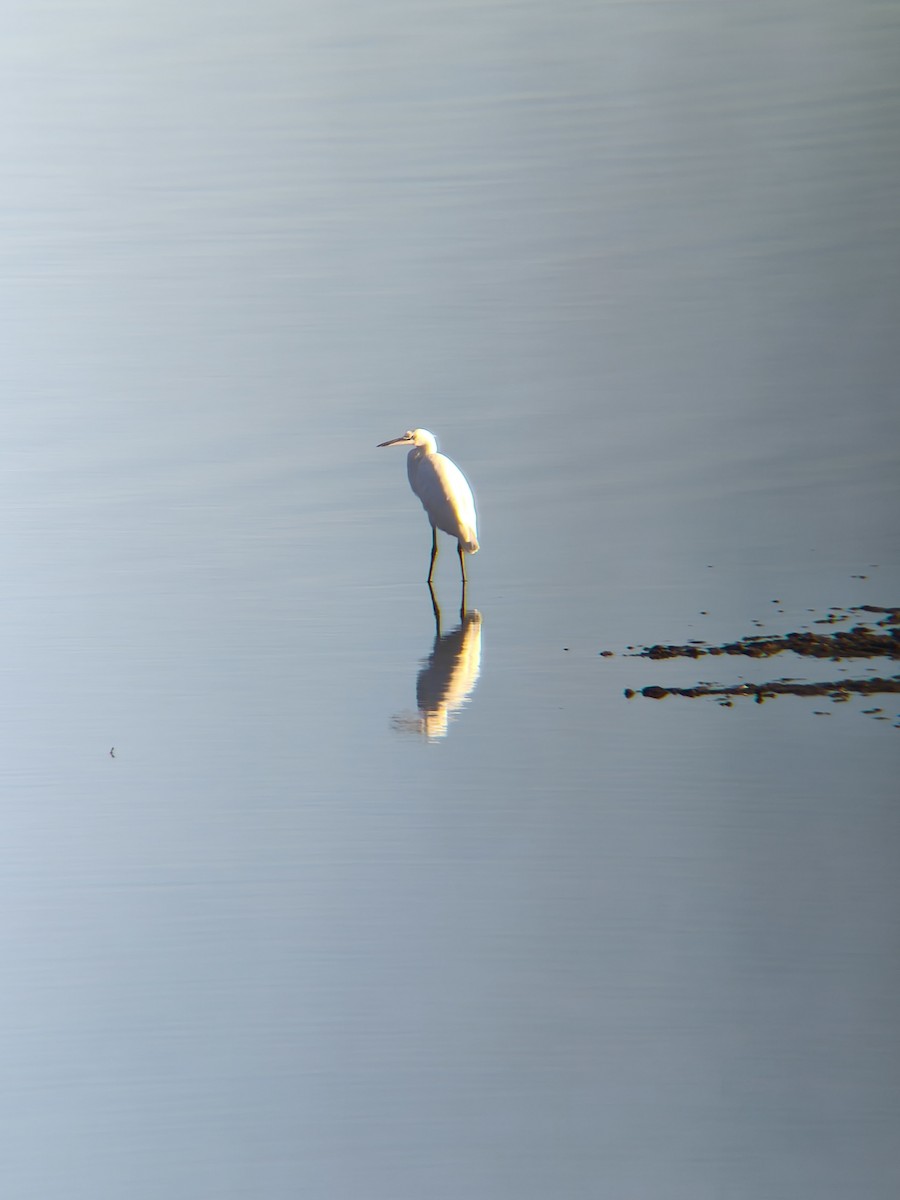 Garzetta - ML646587353