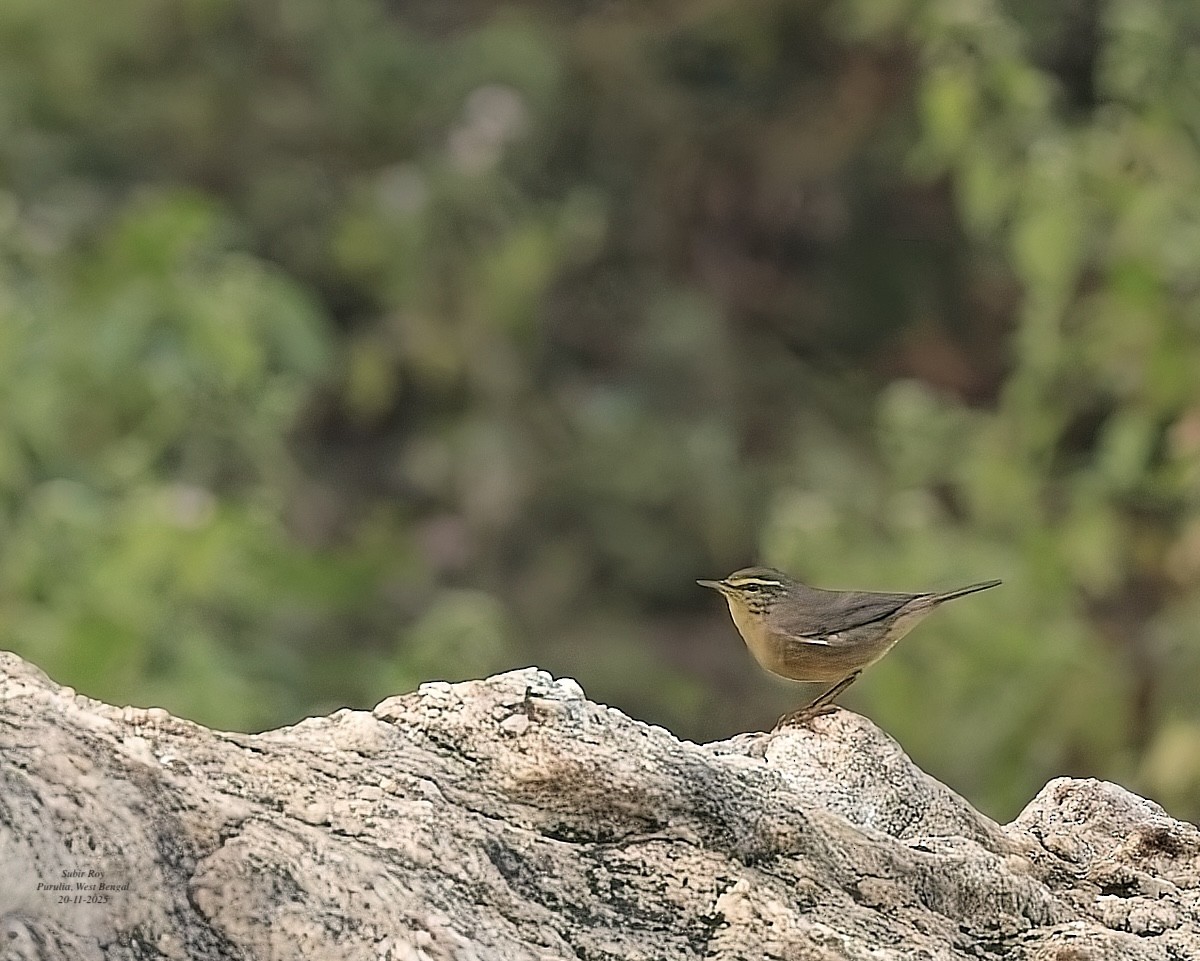 Sulphur-bellied Warbler - ML646587354