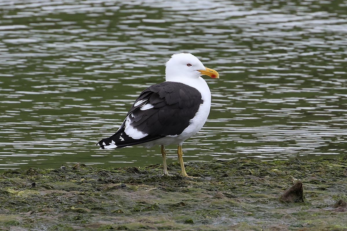 taremåke - ML646587356