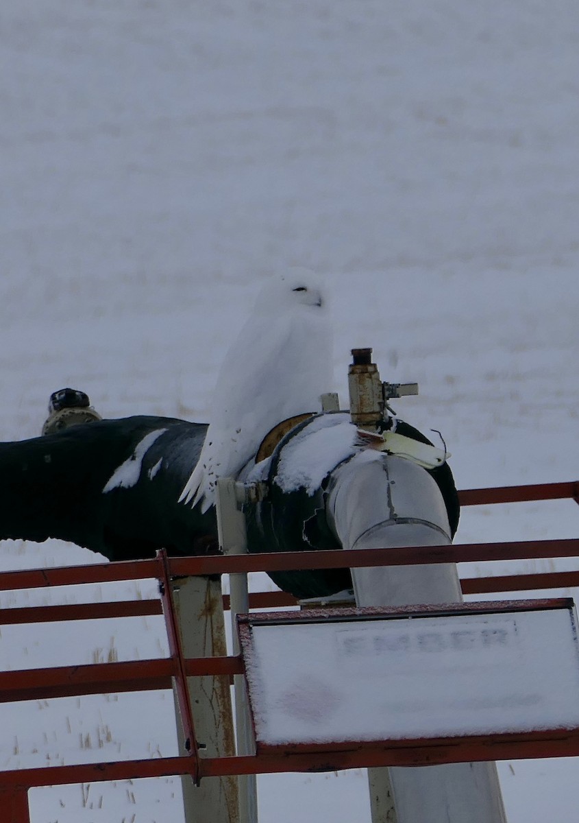 Kar Baykuşu - ML646587357