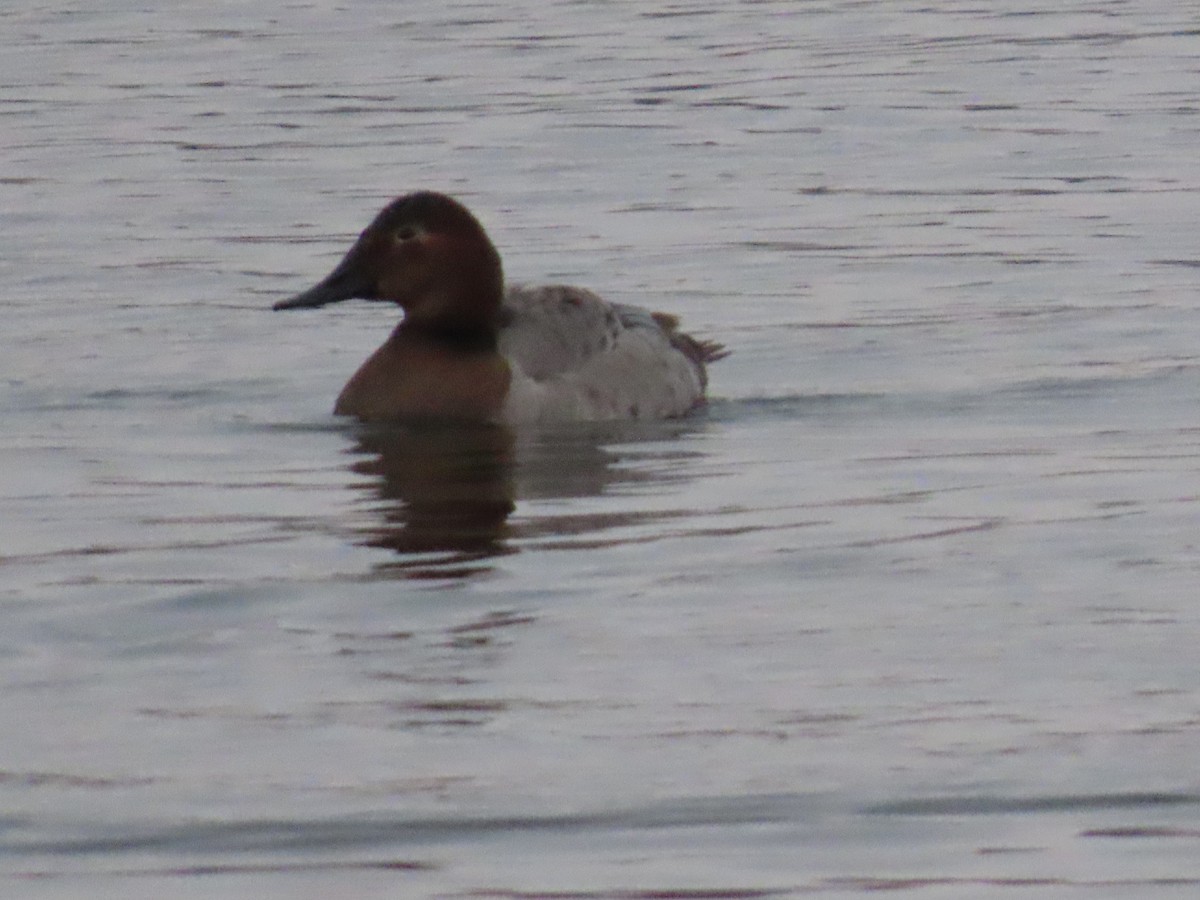 Riesentafelente - ML646587358