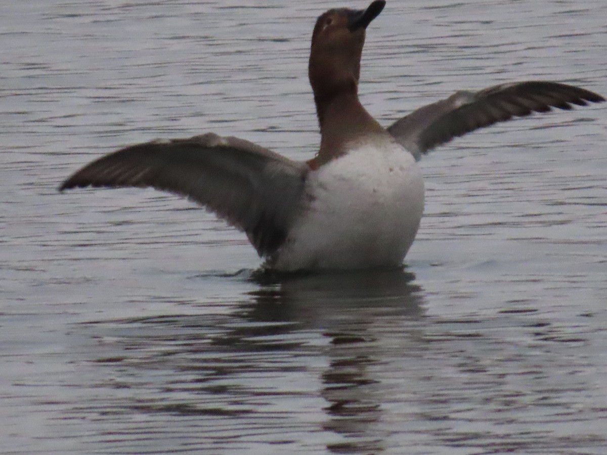 Riesentafelente - ML646587359