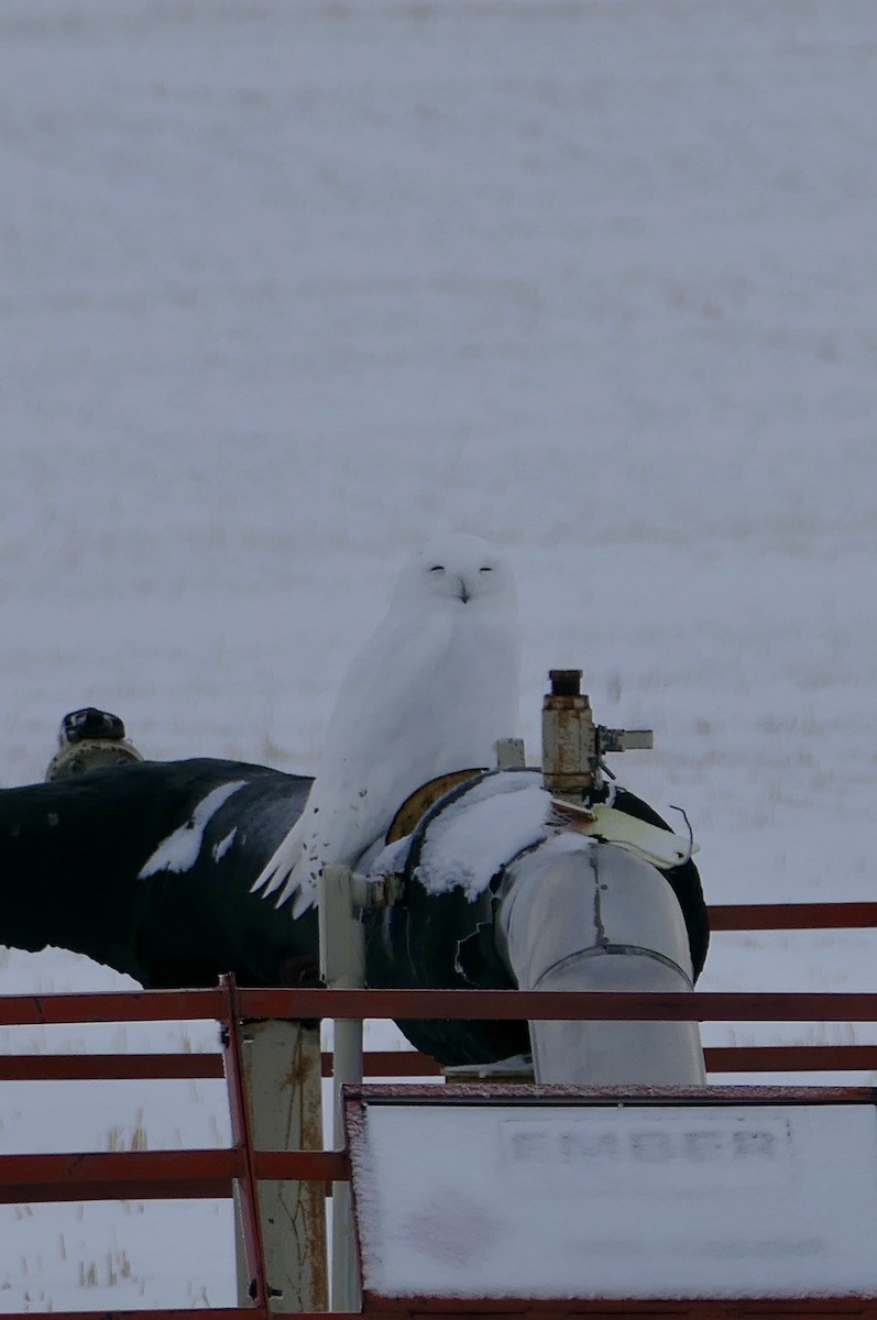 Kar Baykuşu - ML646587361