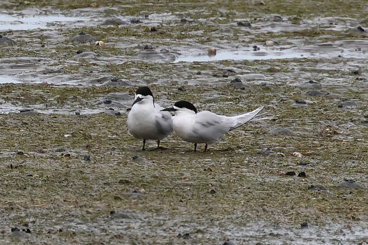 nyzealandterne - ML646587362