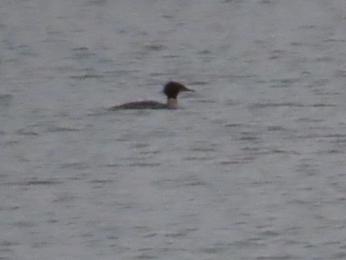 Common Merganser - ML646587364