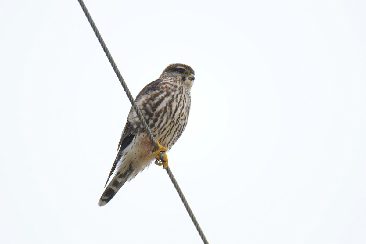 Merlin - ML646587368