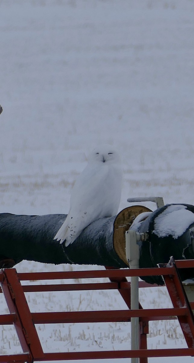 Kar Baykuşu - ML646587369