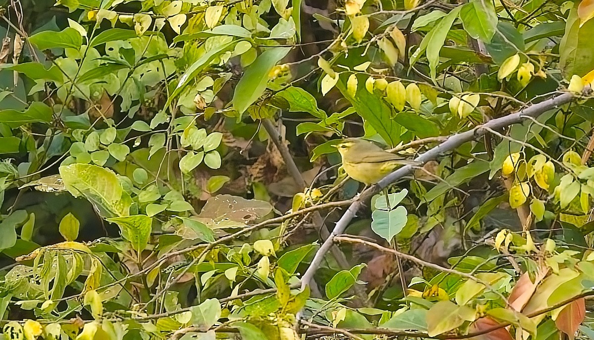 Tickell's Leaf Warbler - ML646587372