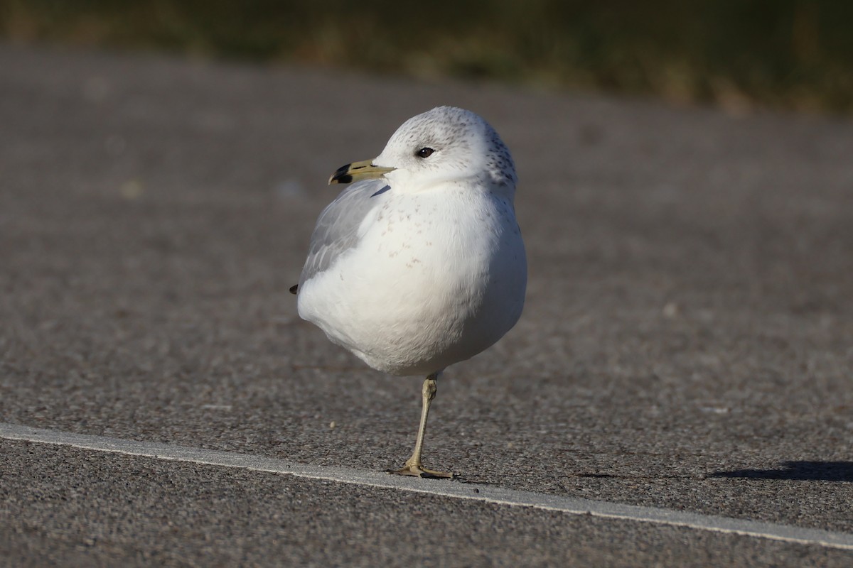 Gaviota de Delaware - ML646587374