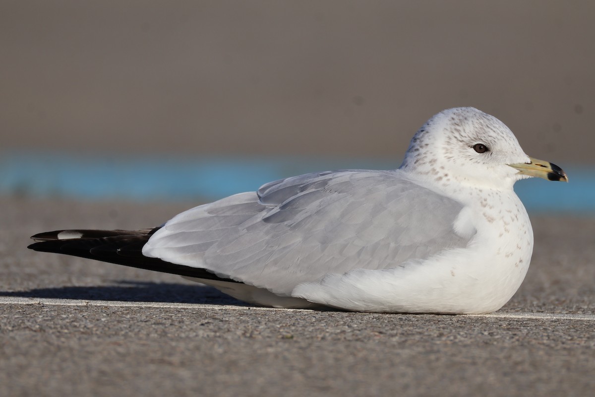 Gaviota de Delaware - ML646587375