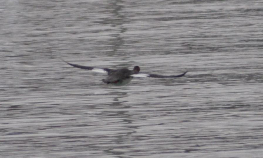 Common Goldeneye - ML646587382