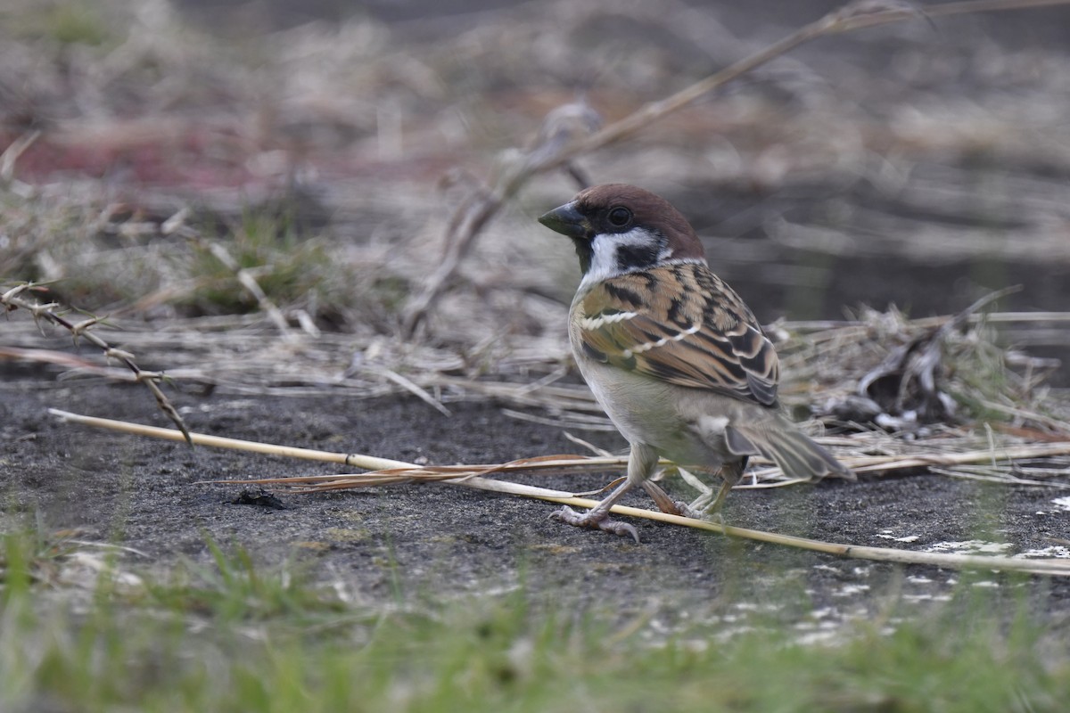 Горобець польовий - ML646587383
