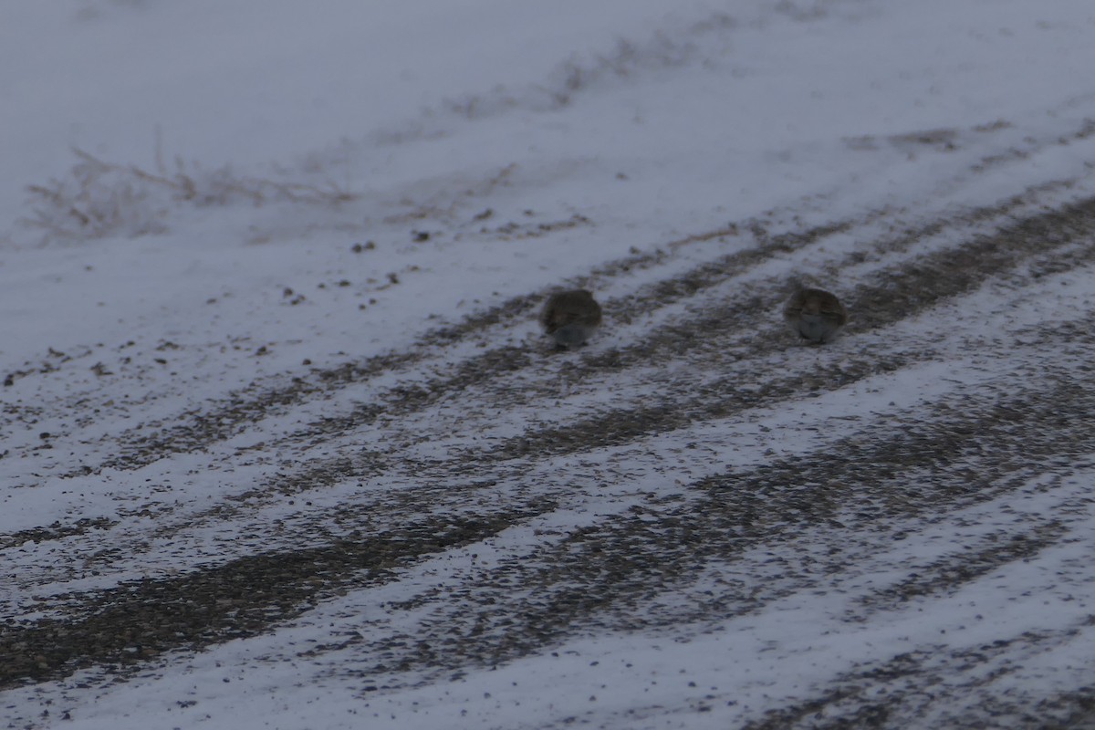 Horned Lark - ML646587387