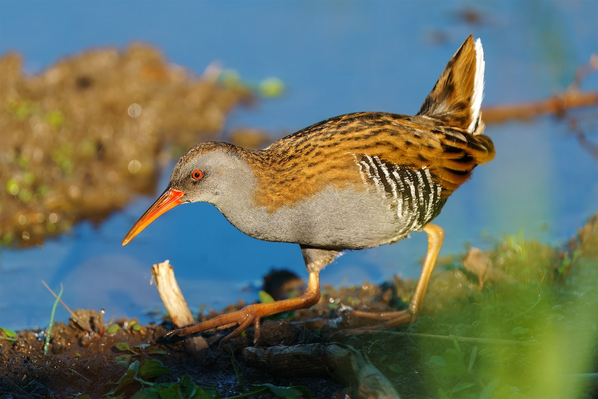 西方秧雞 - ML646587392