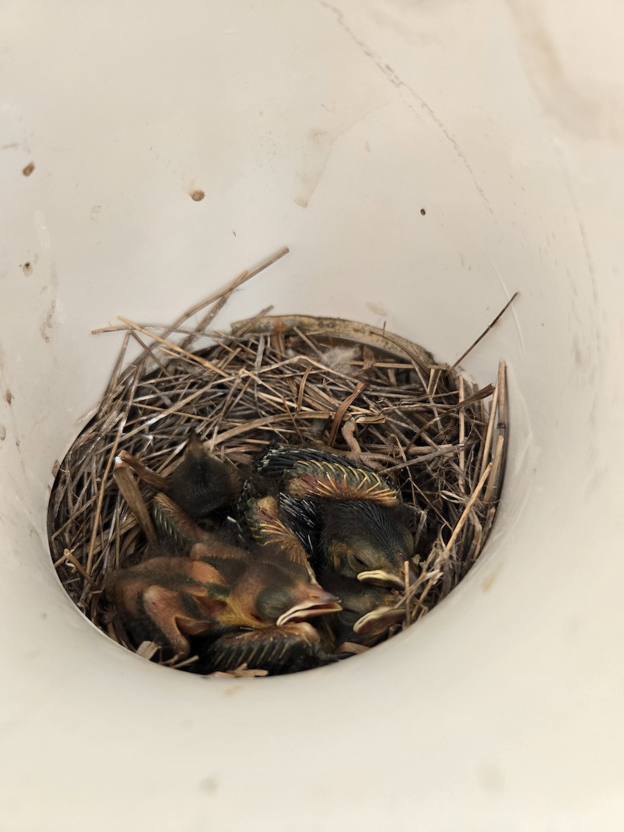 Yellow-shouldered Blackbird - ML646587402