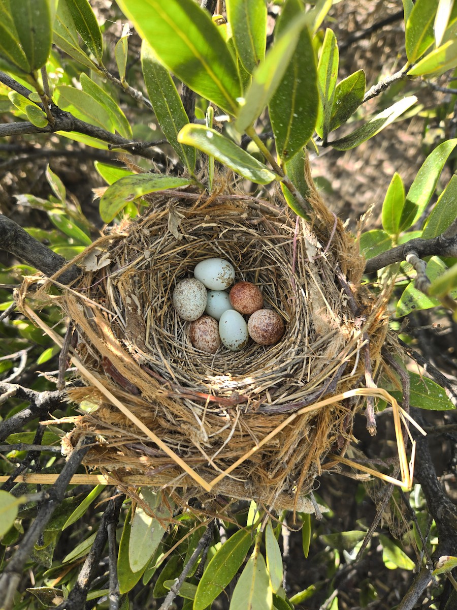 Yellow-shouldered Blackbird - ML646587403
