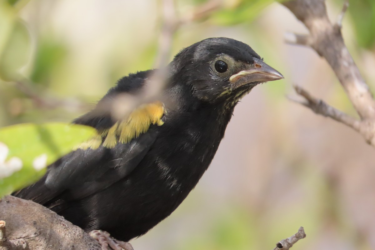 Yellow-shouldered Blackbird - ML646587405