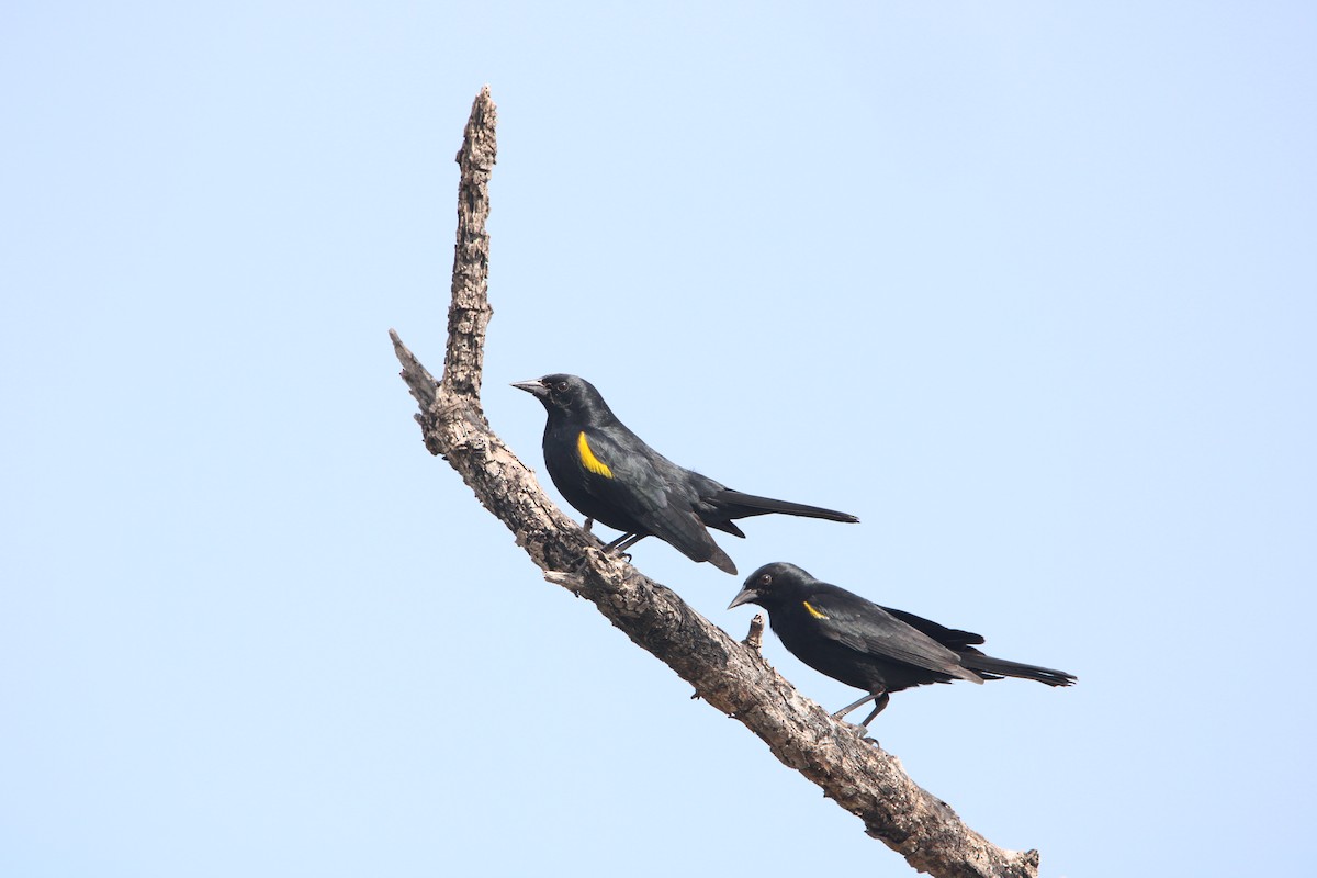 Yellow-shouldered Blackbird - ML646587406