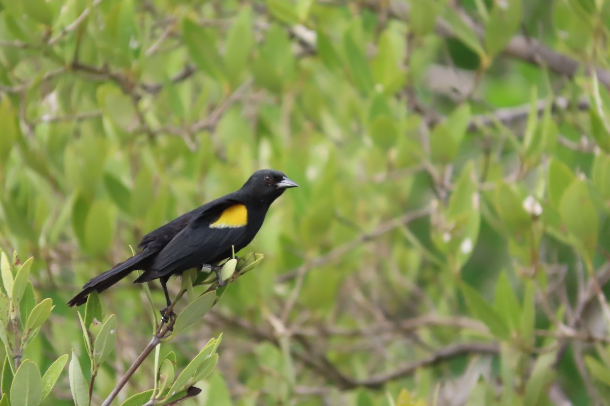 Yellow-shouldered Blackbird - ML646587407