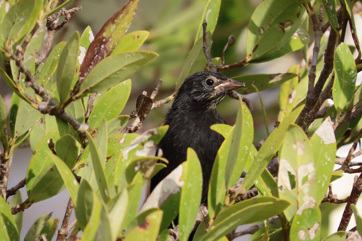 Yellow-shouldered Blackbird - ML646587409