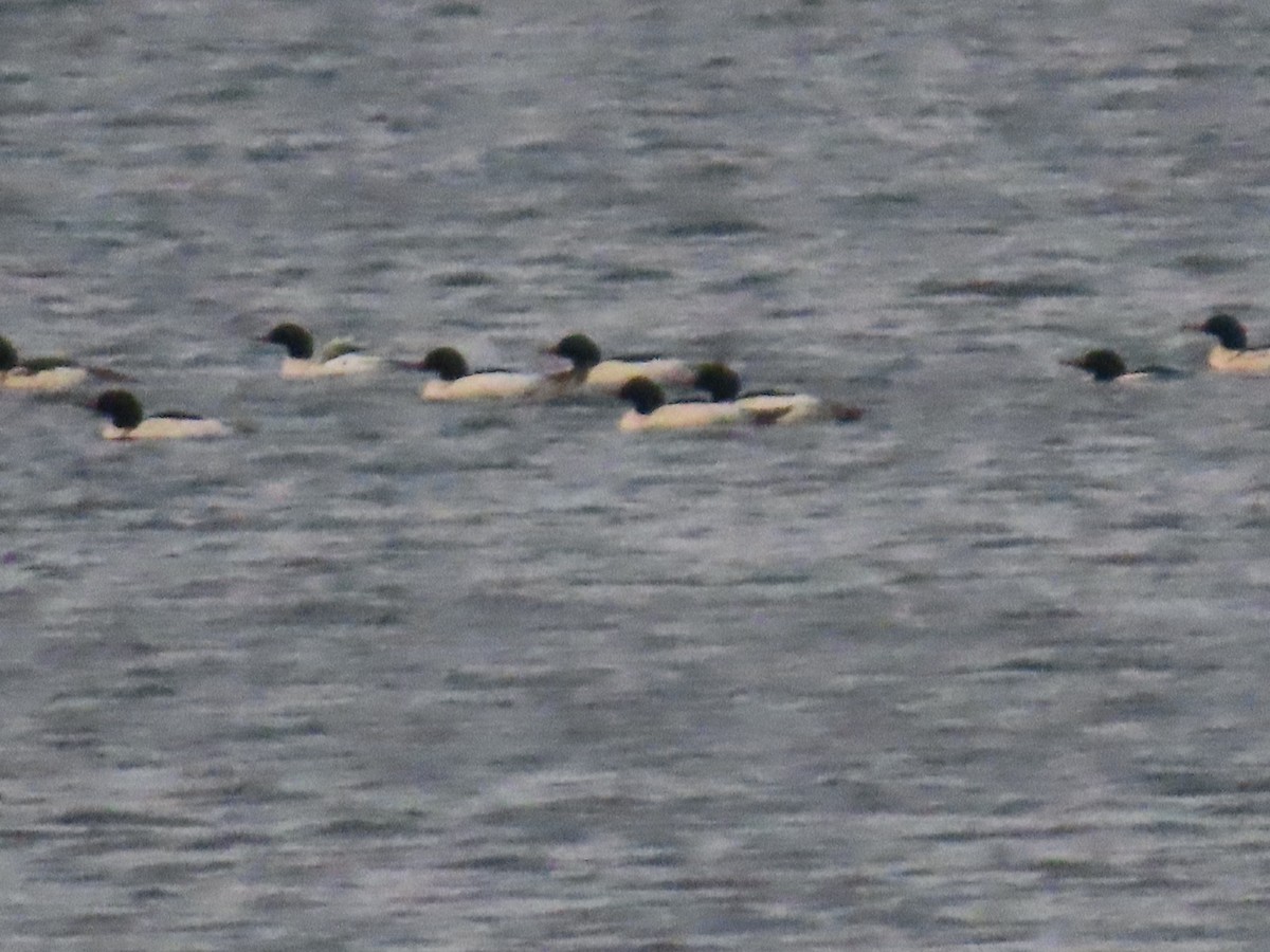 Common Merganser - ML646587411