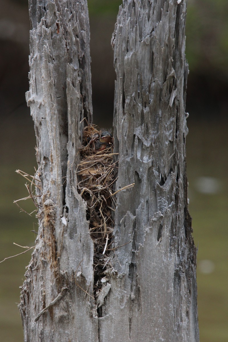 Yellow-shouldered Blackbird - ML646587412