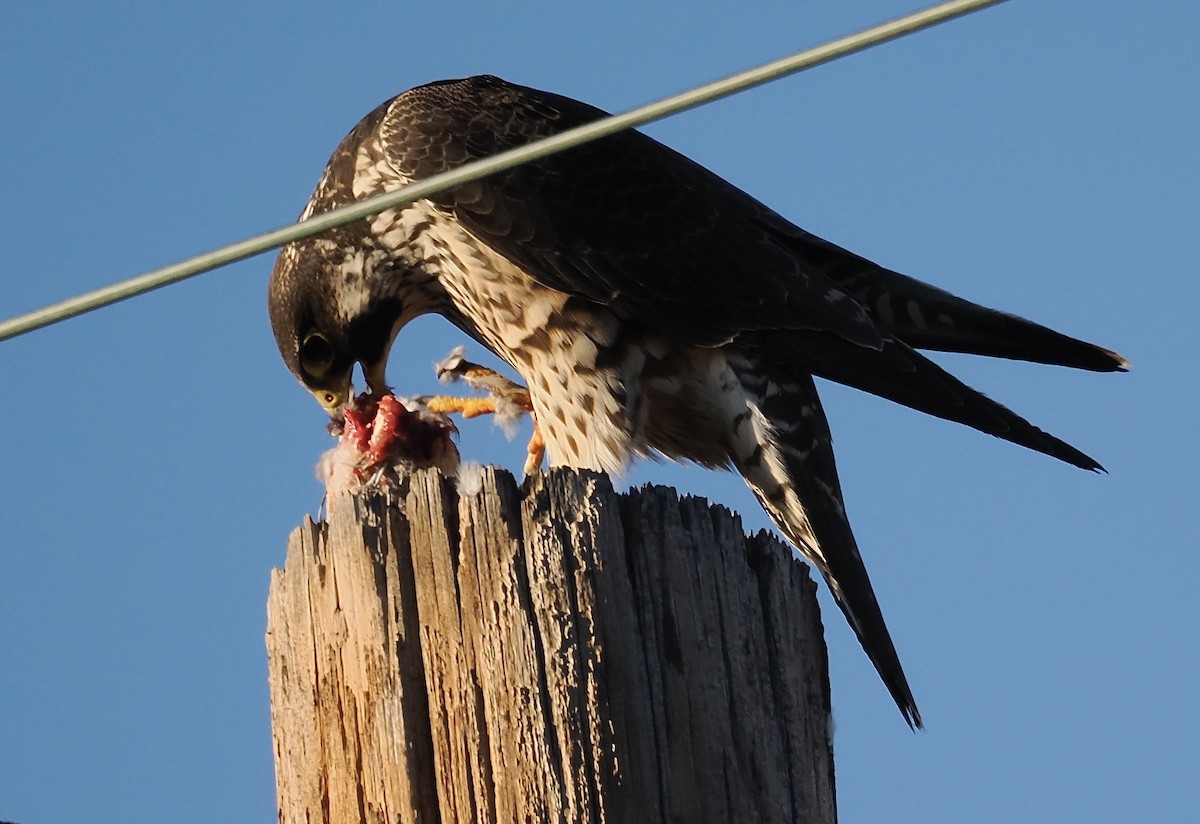 Peregrine Falcon - ML646587414
