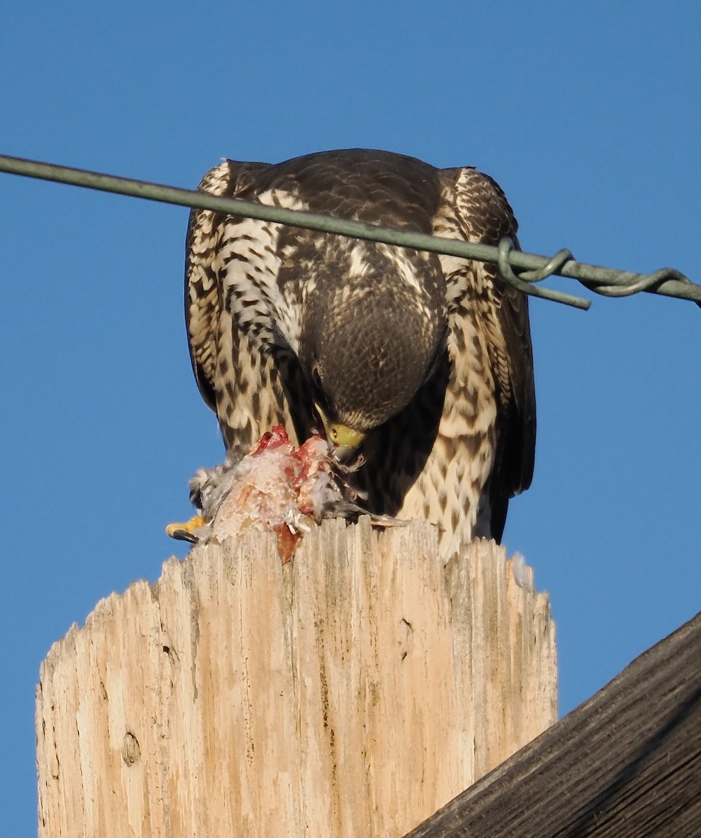 Peregrine Falcon - ML646587415