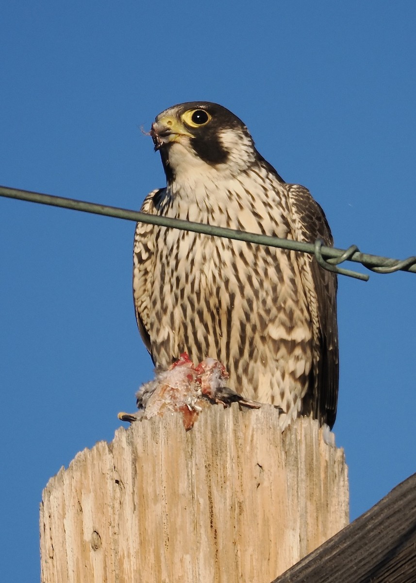 Peregrine Falcon - ML646587416