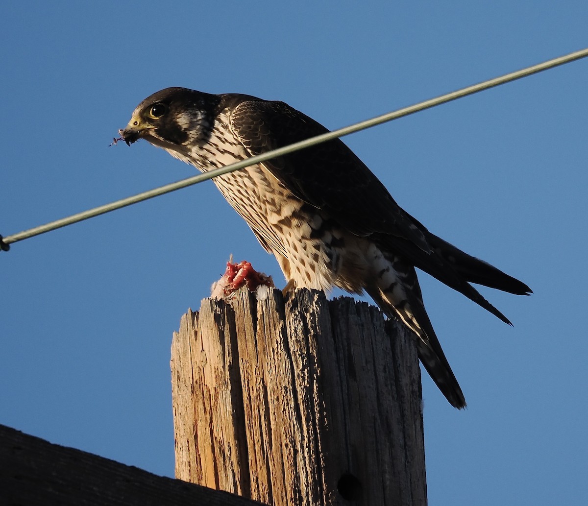 Peregrine Falcon - ML646587417