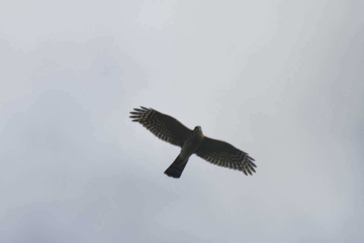 Яструб малий - ML646587419