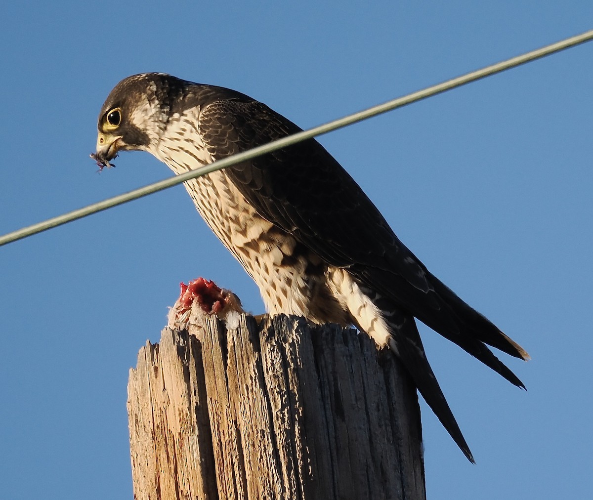 Peregrine Falcon - ML646587420
