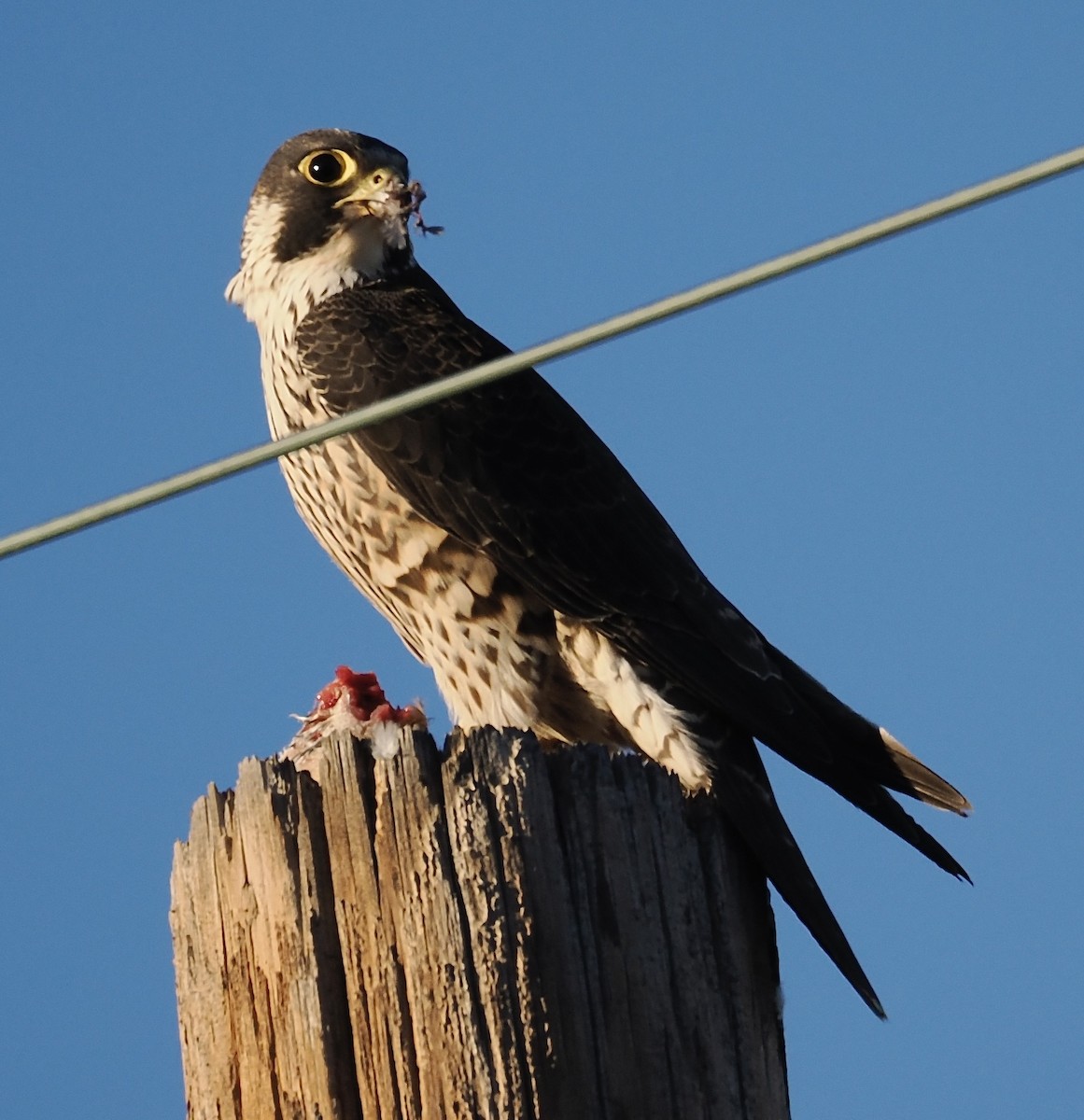 Peregrine Falcon - ML646587421