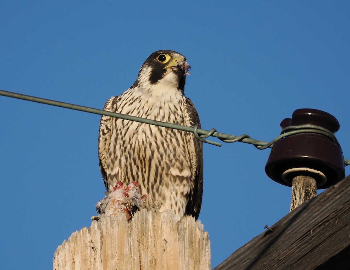 Peregrine Falcon - ML646587423