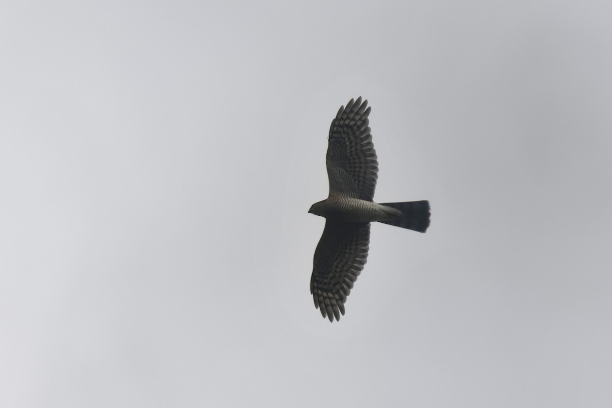 Яструб малий - ML646587424