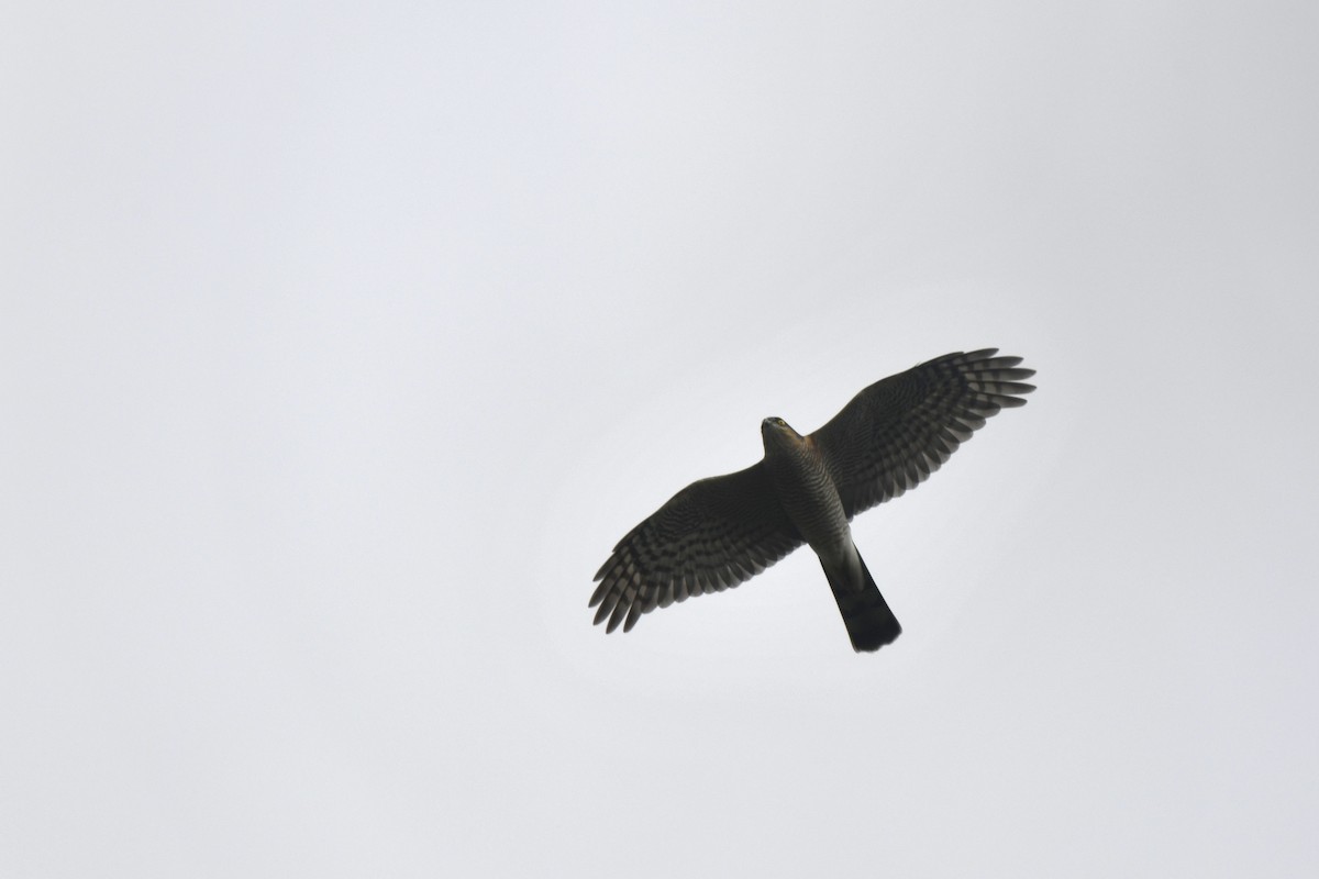 Яструб малий - ML646587425