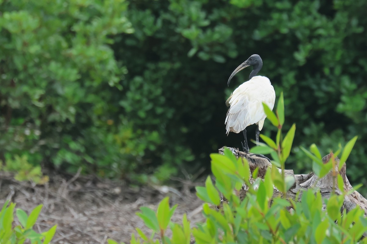Black-headed Ibis - ML646587428