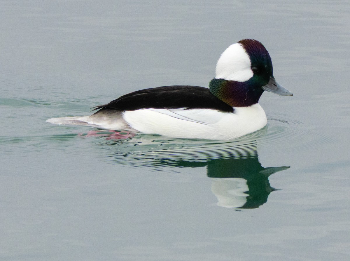Bufflehead - ML646587429