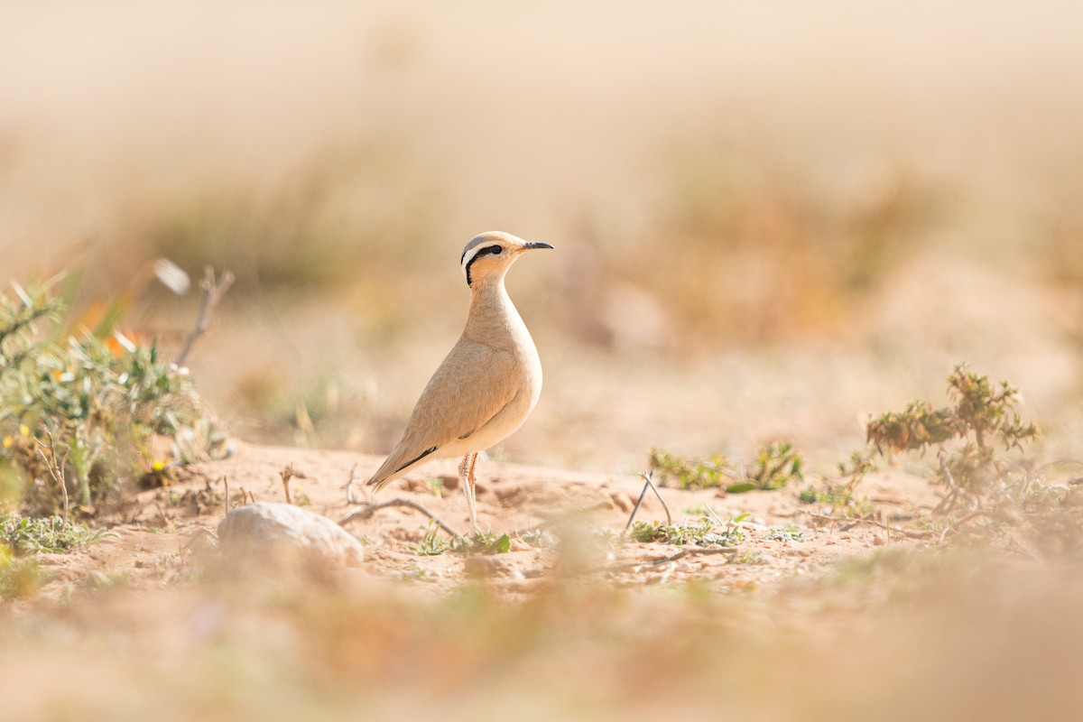 ørkenløper - ML646587432