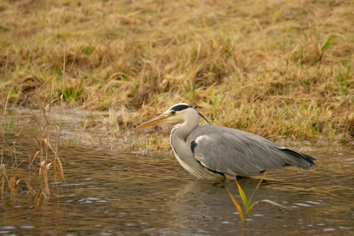 アオサギ - ML646587433