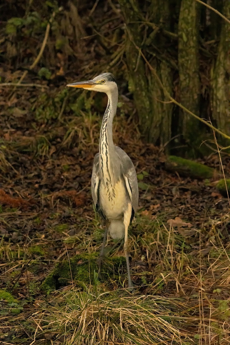 アオサギ - ML646587434